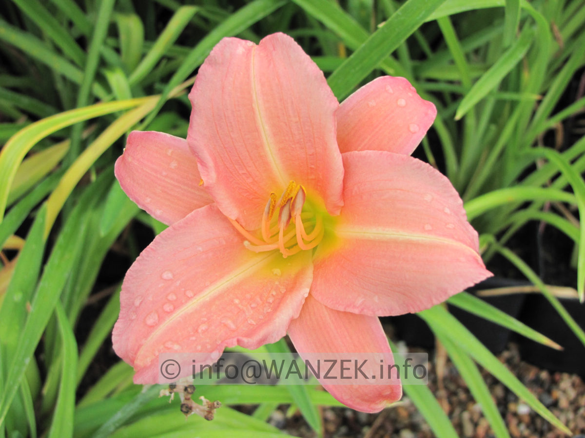 Hemerocallis Love that Pink - Macro.JPG
